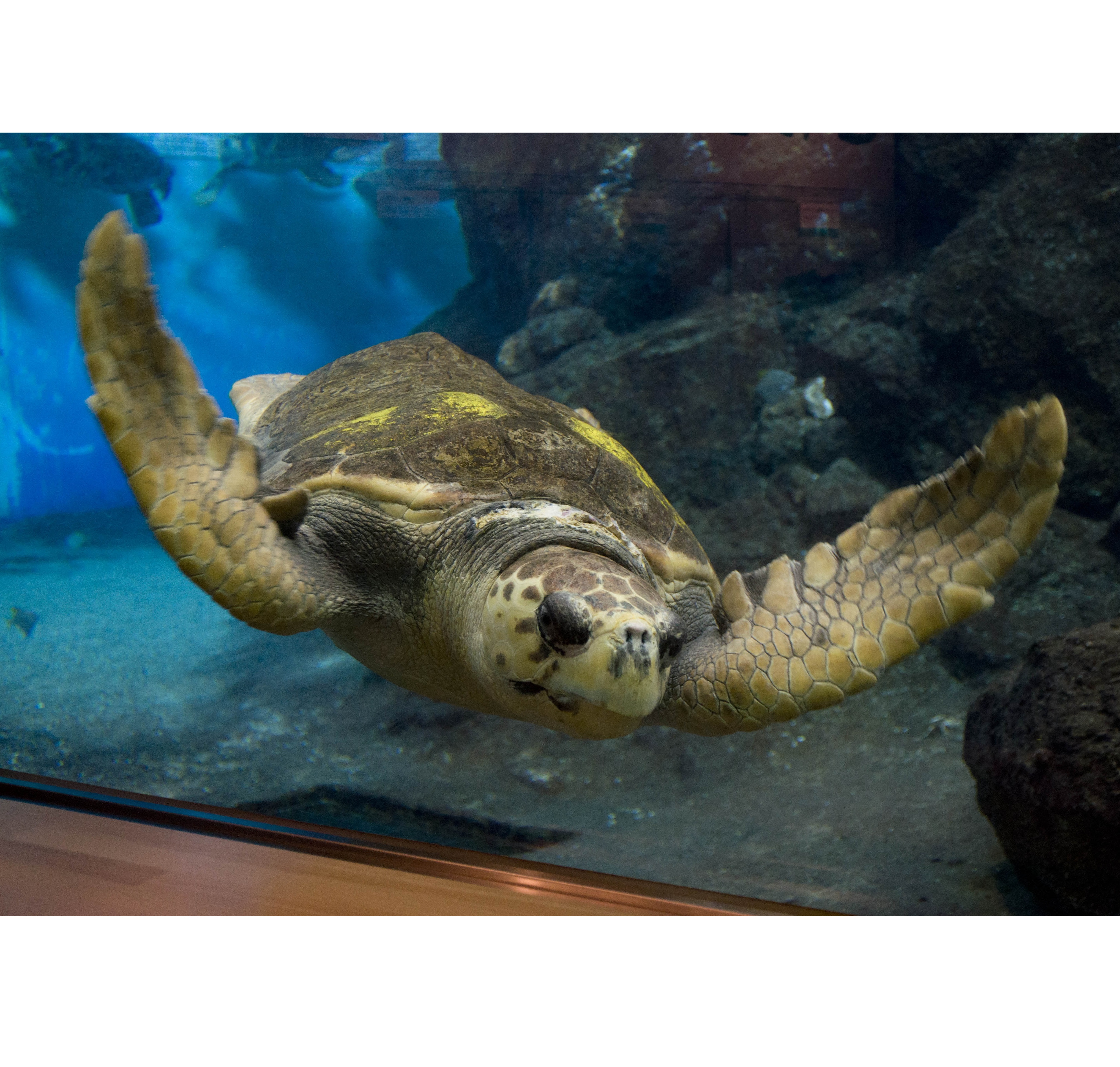 出張 名古屋港水族館　環境～海の未来を考えよう